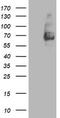 Mama antibody, TA503455BM, Origene, Western Blot image 