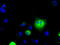 Large neutral amino acids transporter small subunit 2 antibody, TA500631, Origene, Immunofluorescence image 