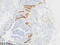 Desmin antibody, TA814331S, Origene, Immunohistochemistry frozen image 