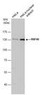 Ring Finger Protein 40 antibody, PA5-30332, Invitrogen Antibodies, Western Blot image 