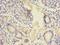 Natriuretic Peptide B antibody, LS-C370675, Lifespan Biosciences, Immunohistochemistry frozen image 