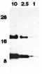 Eotaxin-1 antibody, orb74320, Biorbyt, Western Blot image 