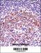 Vasodilator Stimulated Phosphoprotein antibody, 57-408, ProSci, Immunohistochemistry frozen image 