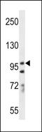 Protocadherin-7 antibody, PA5-71676, Invitrogen Antibodies, Western Blot image 