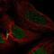 Centromere Protein C antibody, HPA058252, Atlas Antibodies, Immunofluorescence image 
