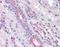 Myogenin antibody, orb87828, Biorbyt, Immunohistochemistry paraffin image 