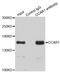 Cell Division Cycle And Apoptosis Regulator 1 antibody, STJ28256, St John