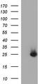ER Membrane Protein Complex Subunit 8 antibody, CF507109, Origene, Western Blot image 