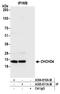 Coiled-Coil-Helix-Coiled-Coil-Helix Domain Containing 4 antibody, A305-810A-M, Bethyl Labs, Immunoprecipitation image 