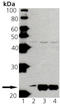 Ras antibody, ADI-KAP-GP001-D, Enzo Life Sciences, Western Blot image 
