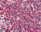 Heat Shock Protein Family A (Hsp70) Member 8 antibody, ADI-SPA-815-F, Enzo Life Sciences, Immunohistochemistry paraffin image 