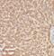 Malic Enzyme 1 antibody, FNab05079, FineTest, Immunohistochemistry paraffin image 