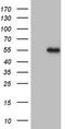 Myostatin antibody, CF807789, Origene, Western Blot image 