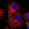 Protein JTB antibody, NBP1-81746, Novus Biologicals, Immunofluorescence image 