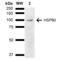 HSP90 antibody, SPC-745D-A655, StressMarq, Western Blot image 