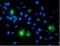 PTPN1 antibody, NBP2-73729, Novus Biologicals, Immunocytochemistry image 