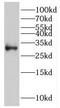 IGFBP-rP1 antibody, FNab04181, FineTest, Western Blot image 