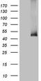 Alcohol Dehydrogenase 5 (Class III), Chi Polypeptide antibody, TA809479S, Origene, Western Blot image 