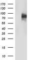 CD44 antibody, CF506725, Origene, Western Blot image 