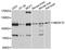 Multiple EGF Like Domains 10 antibody, A10508, ABclonal Technology, Western Blot image 