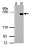 Methylcytosine dioxygenase TET3 antibody, PA5-31860, Invitrogen Antibodies, Western Blot image 