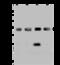 CAK antibody, 203544-T42, Sino Biological, Western Blot image 