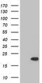 HspB5 antibody, CF500680, Origene, Western Blot image 