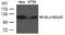 Nuclear factor NF-kappa-B p100 subunit antibody, AP02558PU-S, Origene, Western Blot image 
