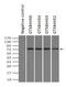 GLGB antibody, GTX84456, GeneTex, Immunoprecipitation image 