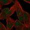 Zinc Finger Protein 780B antibody, HPA003311, Atlas Antibodies, Immunocytochemistry image 