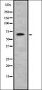 CD320 antigen antibody, orb337706, Biorbyt, Western Blot image 
