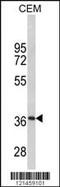 MPZ antibody, MBS9207336, MyBioSource, Western Blot image 