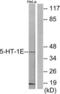5-Hydroxytryptamine Receptor 1E antibody, LS-C119366, Lifespan Biosciences, Western Blot image 