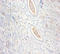 Creatine kinase U-type, mitochondrial antibody, LS-C212077, Lifespan Biosciences, Immunohistochemistry paraffin image 