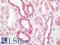 Cytochrome b-c1 complex subunit Rieske, mitochondrial antibody, LS-C210786, Lifespan Biosciences, Immunohistochemistry frozen image 