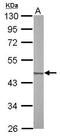 Succinate-CoA Ligase GDP-Forming Beta Subunit antibody, TA308054, Origene, Western Blot image 