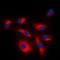 Mitogen-Activated Protein Kinase Kinase 1 antibody, orb224177, Biorbyt, Immunocytochemistry image 