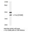 Proto-oncogene c-Fos antibody, AP21134PU-N, Origene, Western Blot image 