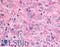 Growth Hormone Secretagogue Receptor antibody, LS-A6576, Lifespan Biosciences, Immunohistochemistry frozen image 