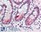 Cyclin L2 antibody, LS-B336, Lifespan Biosciences, Immunohistochemistry paraffin image 