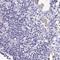 Testis Expressed 44 antibody, NBP2-49226, Novus Biologicals, Immunohistochemistry paraffin image 