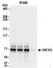 Zinc Finger Protein 503 antibody, NBP2-32130, Novus Biologicals, Immunoprecipitation image 