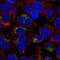 SRBC antibody, HPA001654, Atlas Antibodies, Immunofluorescence image 