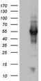 NGFI-A Binding Protein 1 antibody, CF803045, Origene, Western Blot image 