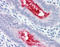 Ectonucleotide Pyrophosphatase/Phosphodiesterase 3 antibody, TA316704, Origene, Immunohistochemistry frozen image 