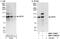M-Phase Phosphoprotein 8 antibody, NBP1-71809, Novus Biologicals, Western Blot image 