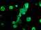 Myelin Associated Oligodendrocyte Basic Protein antibody, LS-C670686, Lifespan Biosciences, Immunofluorescence image 