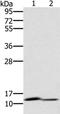 G antigen family E member 2 antibody, PA5-50471, Invitrogen Antibodies, Western Blot image 