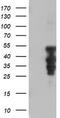 Homeobox C11 antibody, TA502575, Origene, Western Blot image 