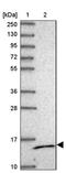 Mitochondrial Ribosomal Protein S14 antibody, PA5-62313, Invitrogen Antibodies, Western Blot image 